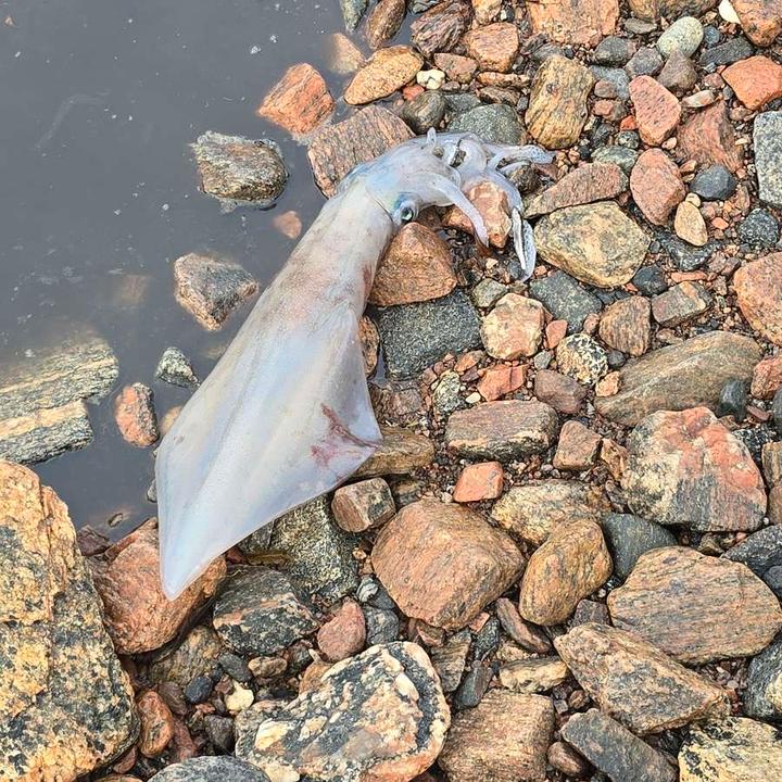 Lekkasje fra biogassanlegg i Romsdalen: Kystverket vurderer akuttiltak
