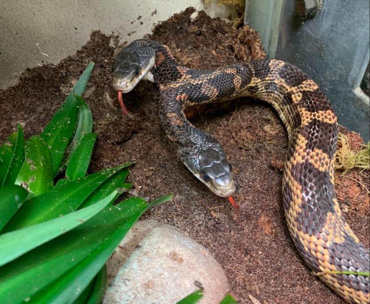 A two-headed snake returns after a neck injury