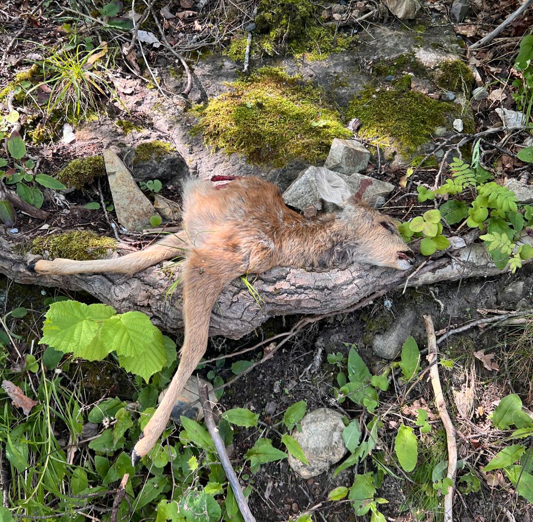 Fant avkappet rådyr: – Aldri sett noe lignende