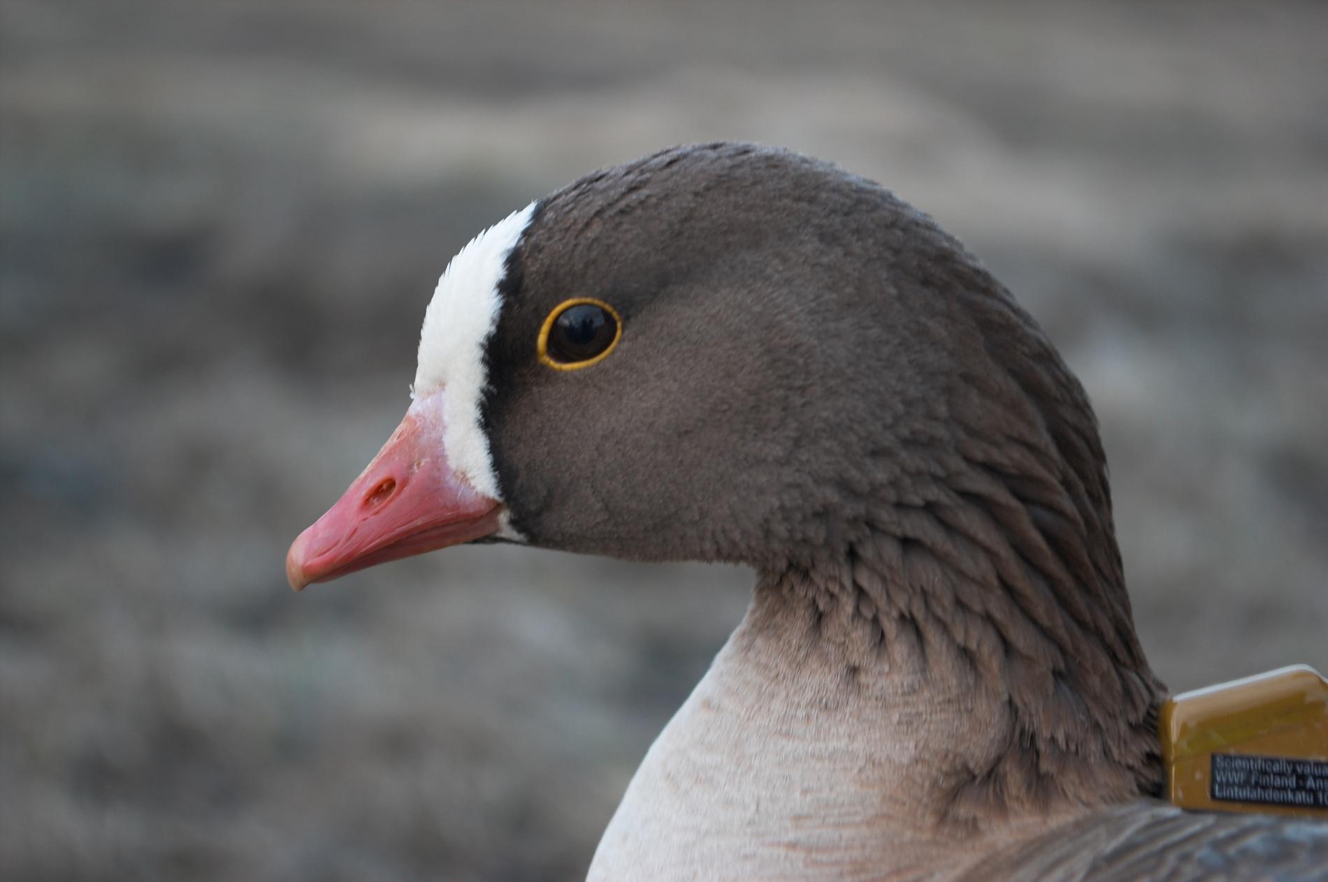 The pygmy duck is endangered – but more youthful than ever