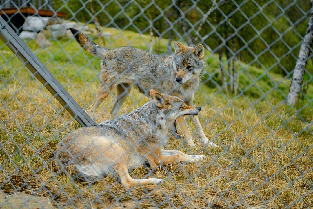 Des loups se sont échappés du zoo de Bardu