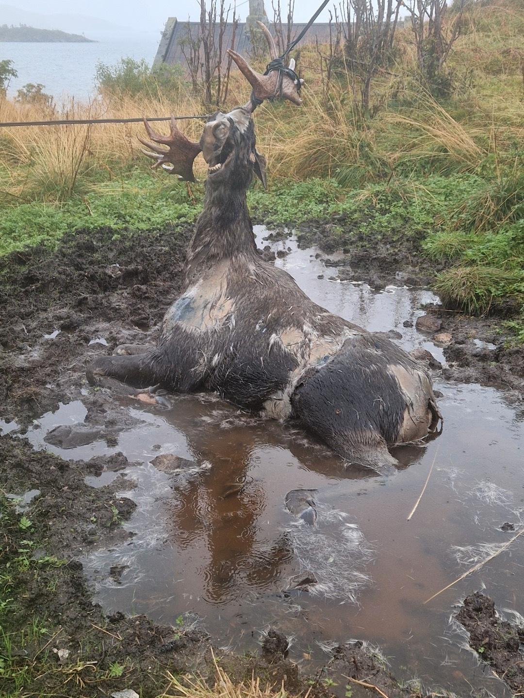 Død elg var viklet inn i telekabel: – Jeg fikk oppriktig vondt i hjertet