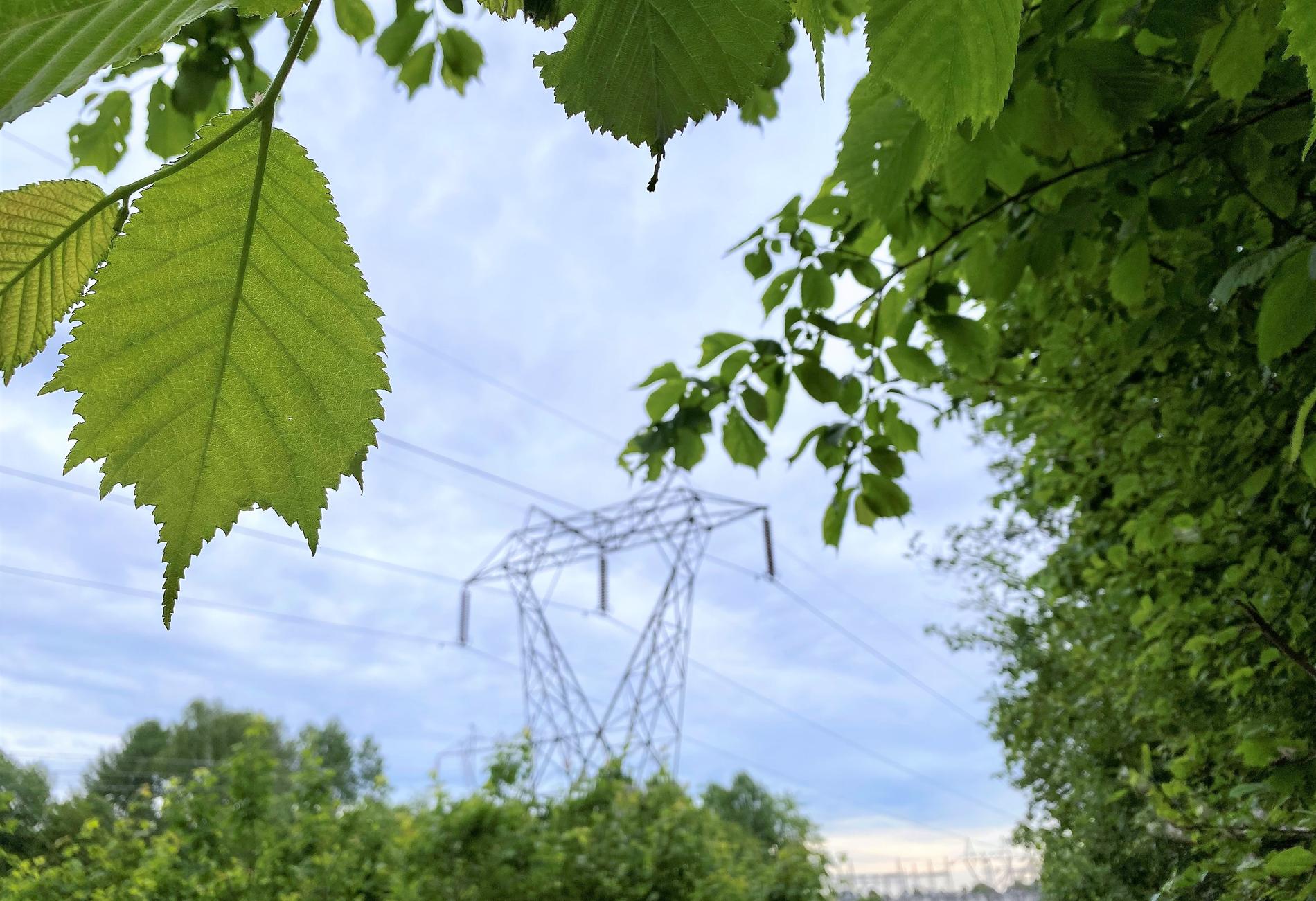 Mange er usikre på Norgespris