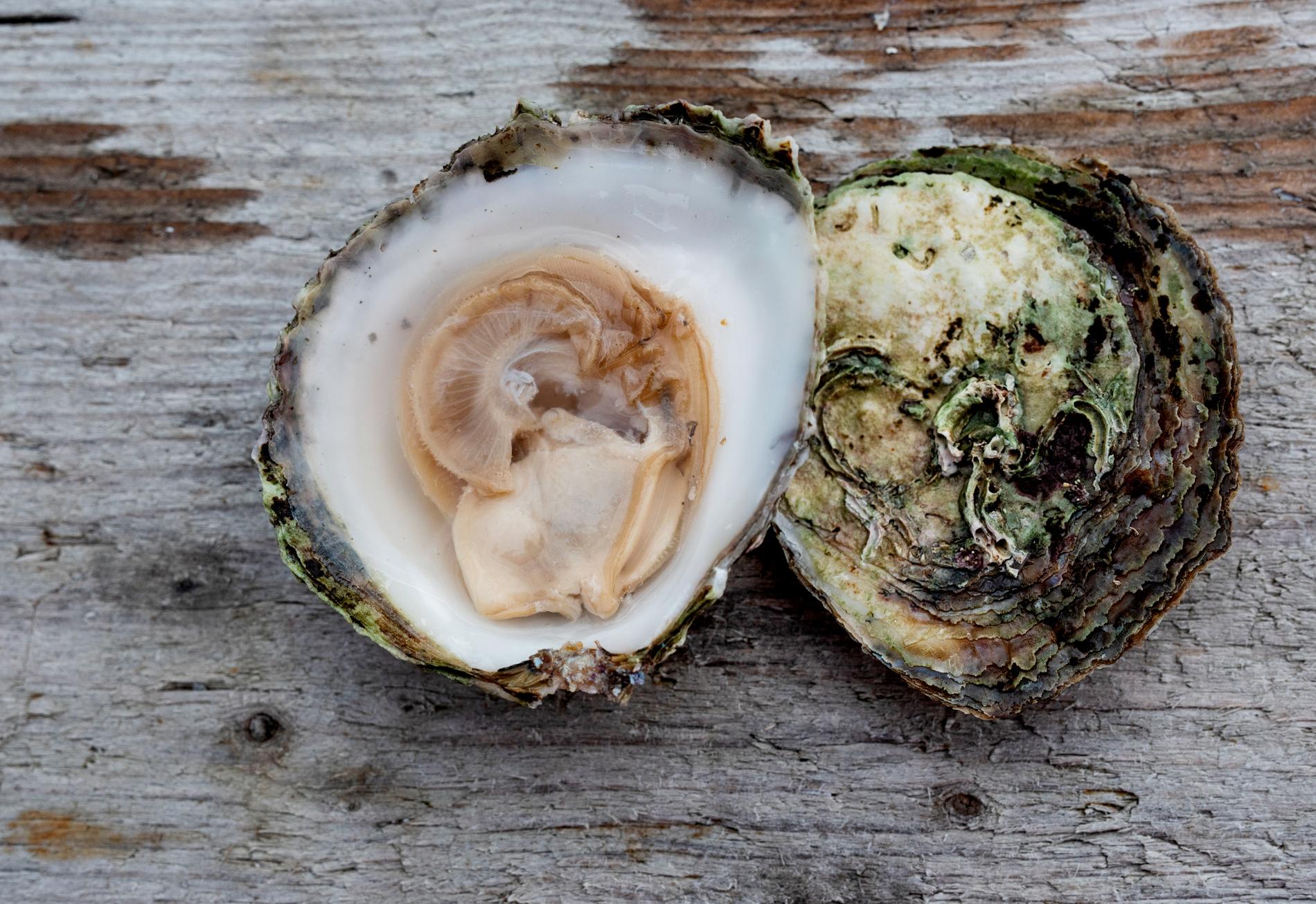 Kjøper opp konkursbo og satser på østers: – Som sushi for 20 år siden