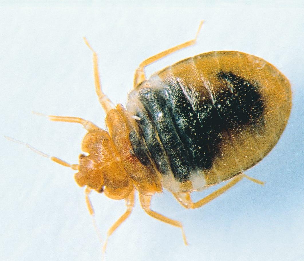 This insect, the bedbug, is of great concern in France. 