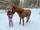 Hesten Faxi (8) gikk gjennom isen i Porsgrunn: – Dratt opp med ren muskelkraft