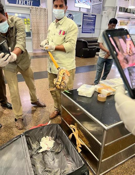 Man Caught Smuggling 47 Pythons and 2 Lizards at Tiruchirappalli Airport in India