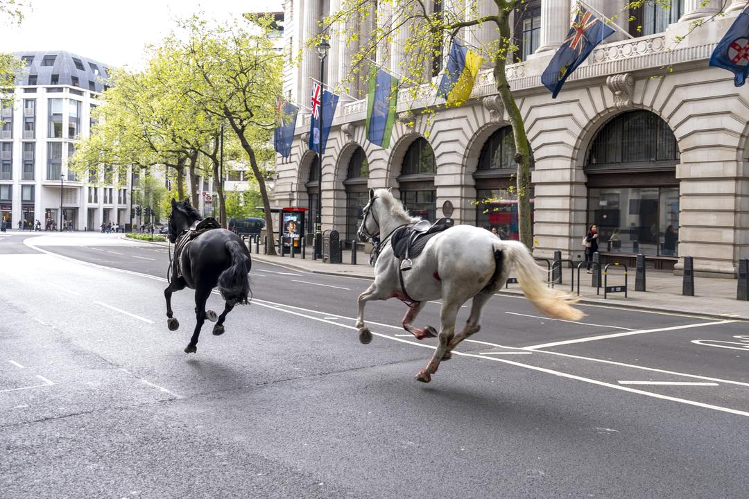 Kongelige hester løper løpsk i London