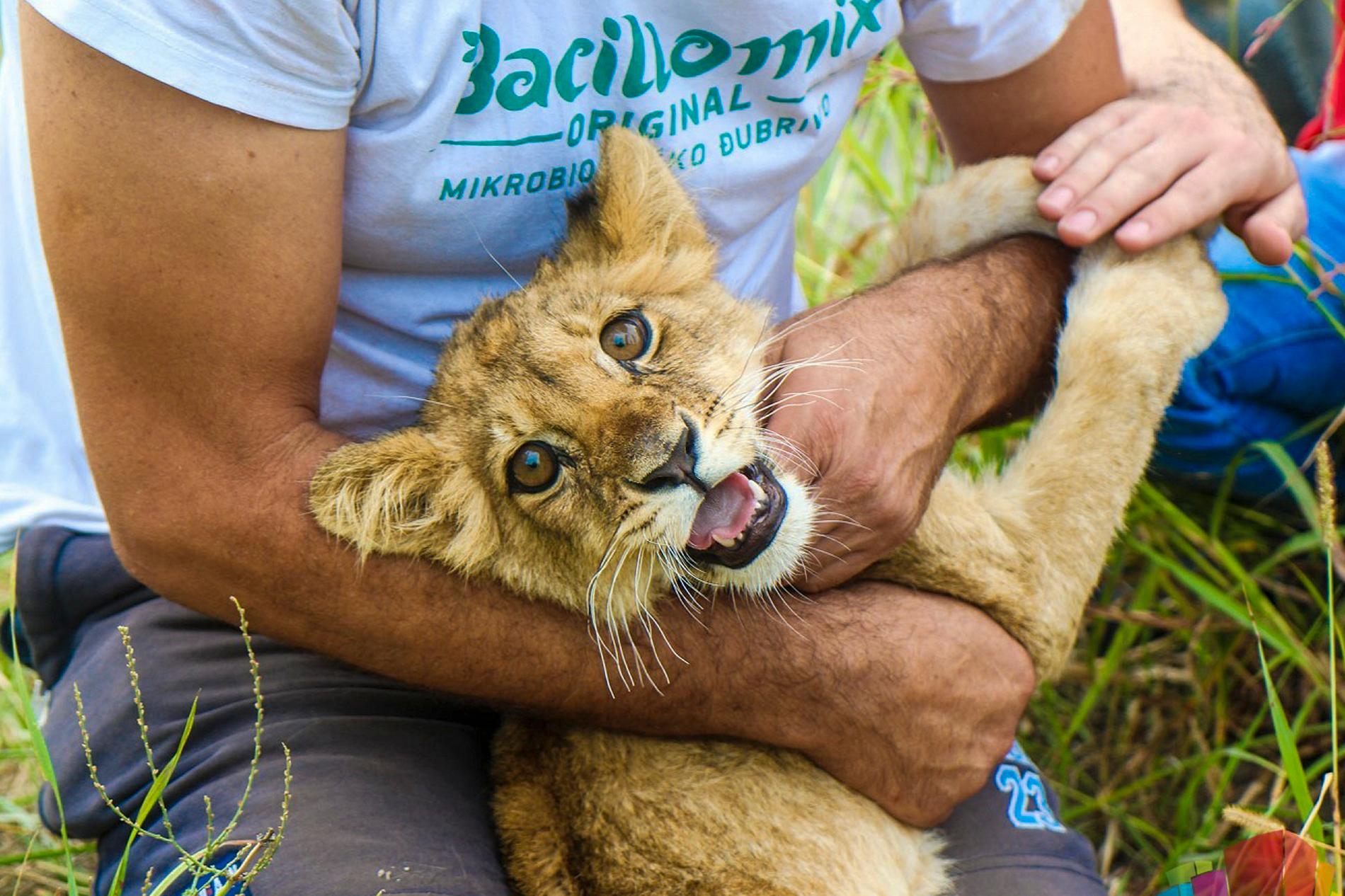 Malnourished Lion Cub Found Near Subotica in Serbia: Police Investigating its Origins