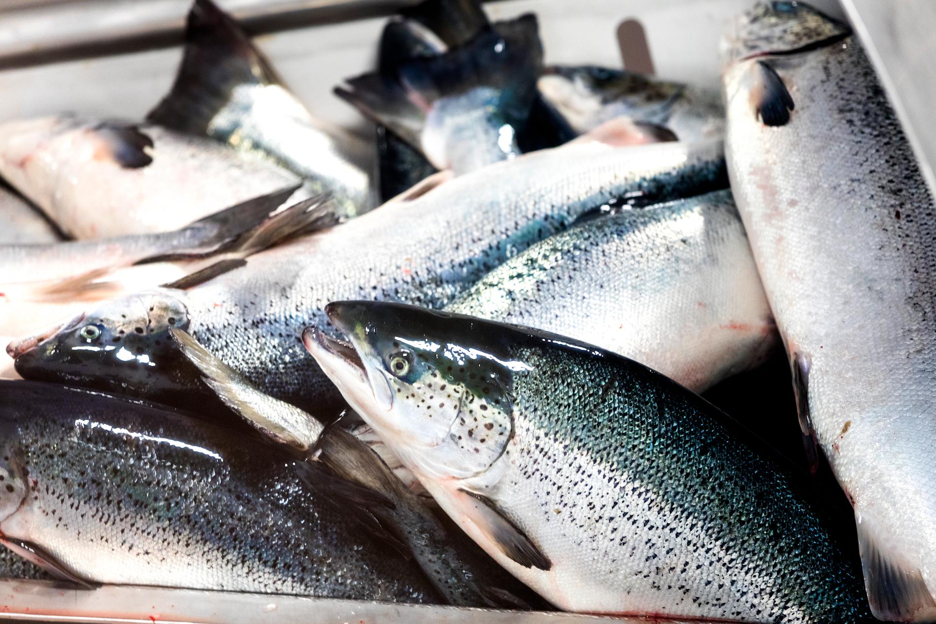 Billion Dollars for Norwegian Seafood – E24