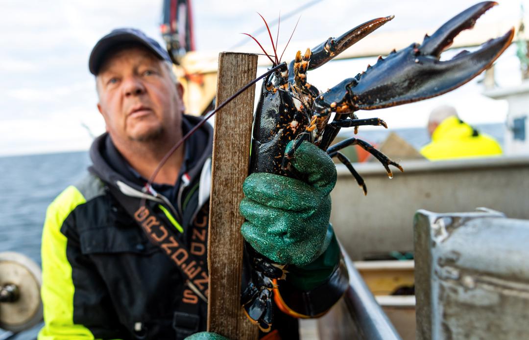 Roar (60) fanget 61 hummer første dag: – Veldig bra start