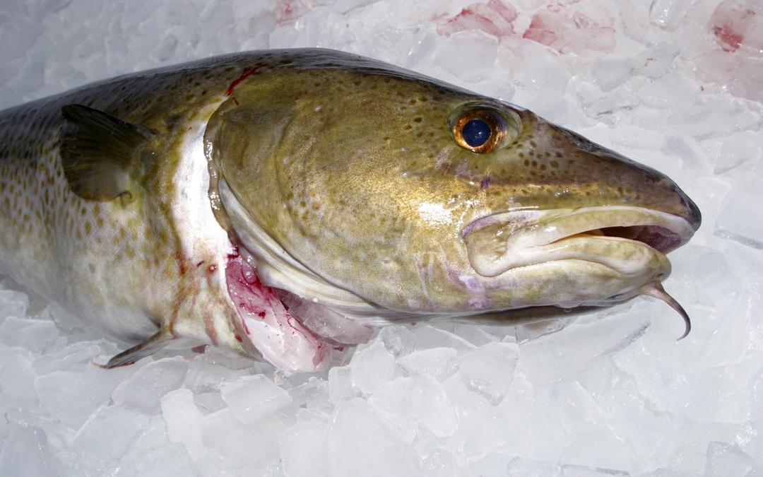 Forskere ber Danmark stanse alt torskefiske