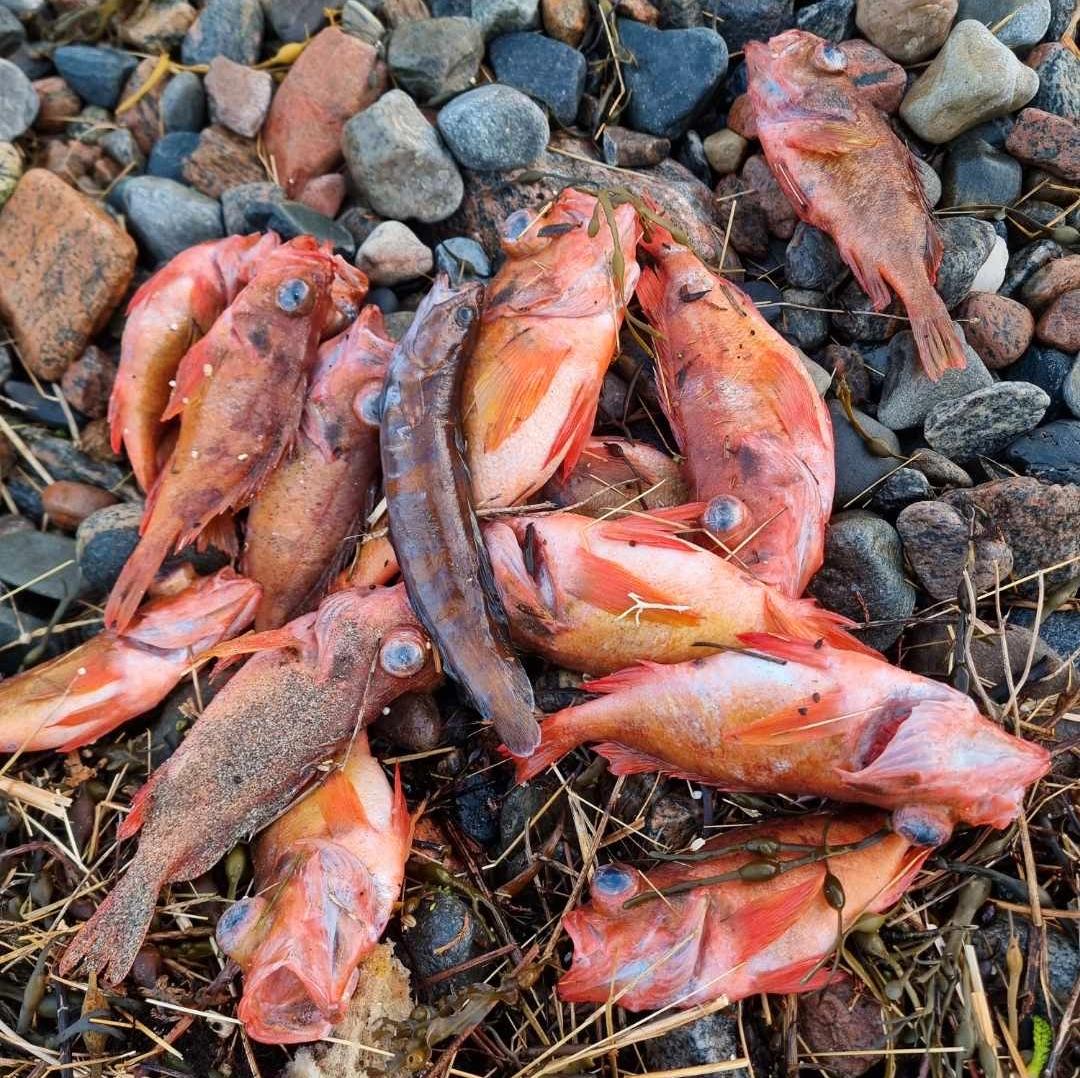 70 Fish Wash Ashore in Flatanger Municipality: Redfish Conservation Concerns Raised
