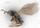 Fant flåttdrepende veps for første gang i Skandinavia: – Kan ha stor betydning for flåttbekjempelsen