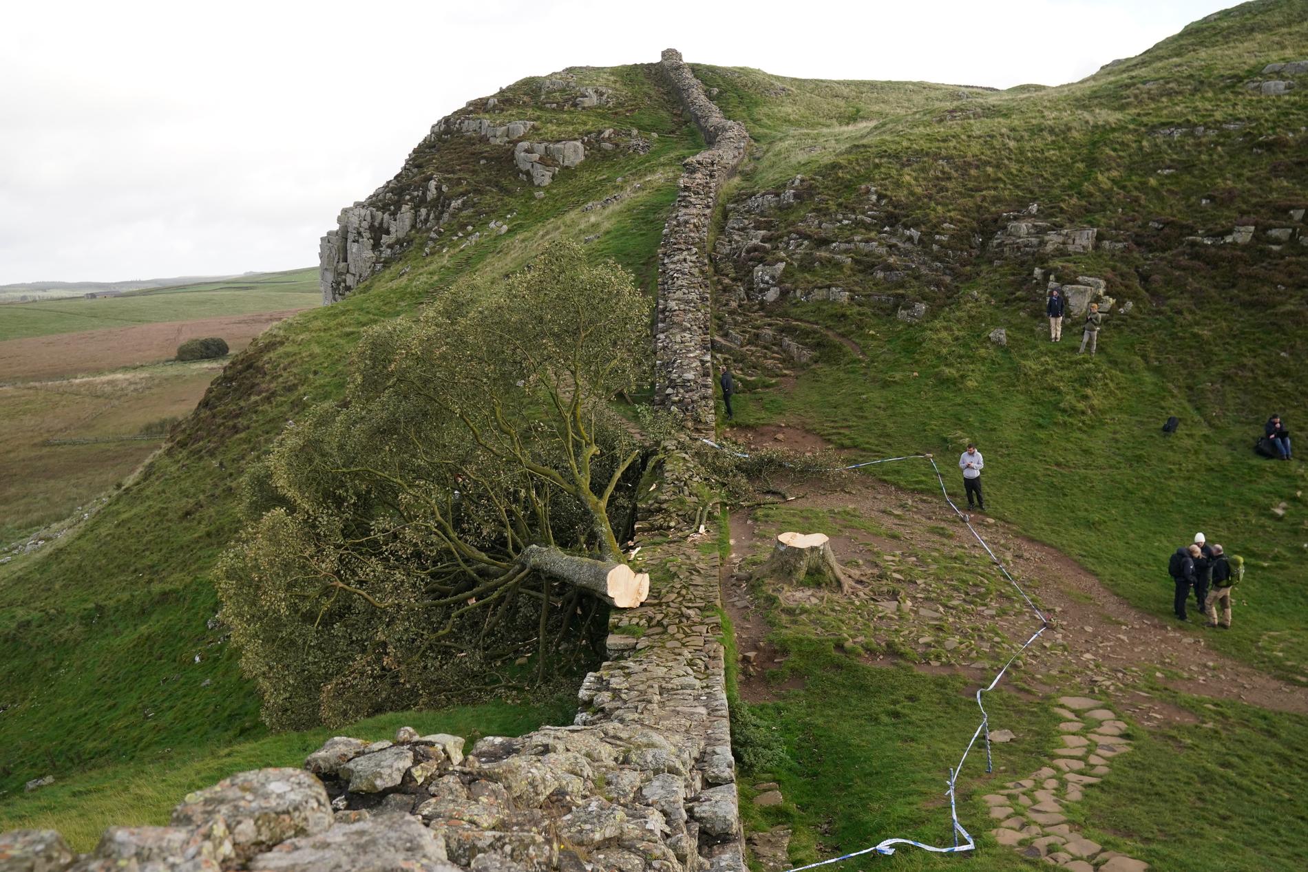 Robin Hood Tree: Many British media outlets refer to the magnificent tree as the Robin Hood Tree, after the movie Robin Hood: Prince of Thieves.  The tree fell on Thursday evening, prompting a police investigation.