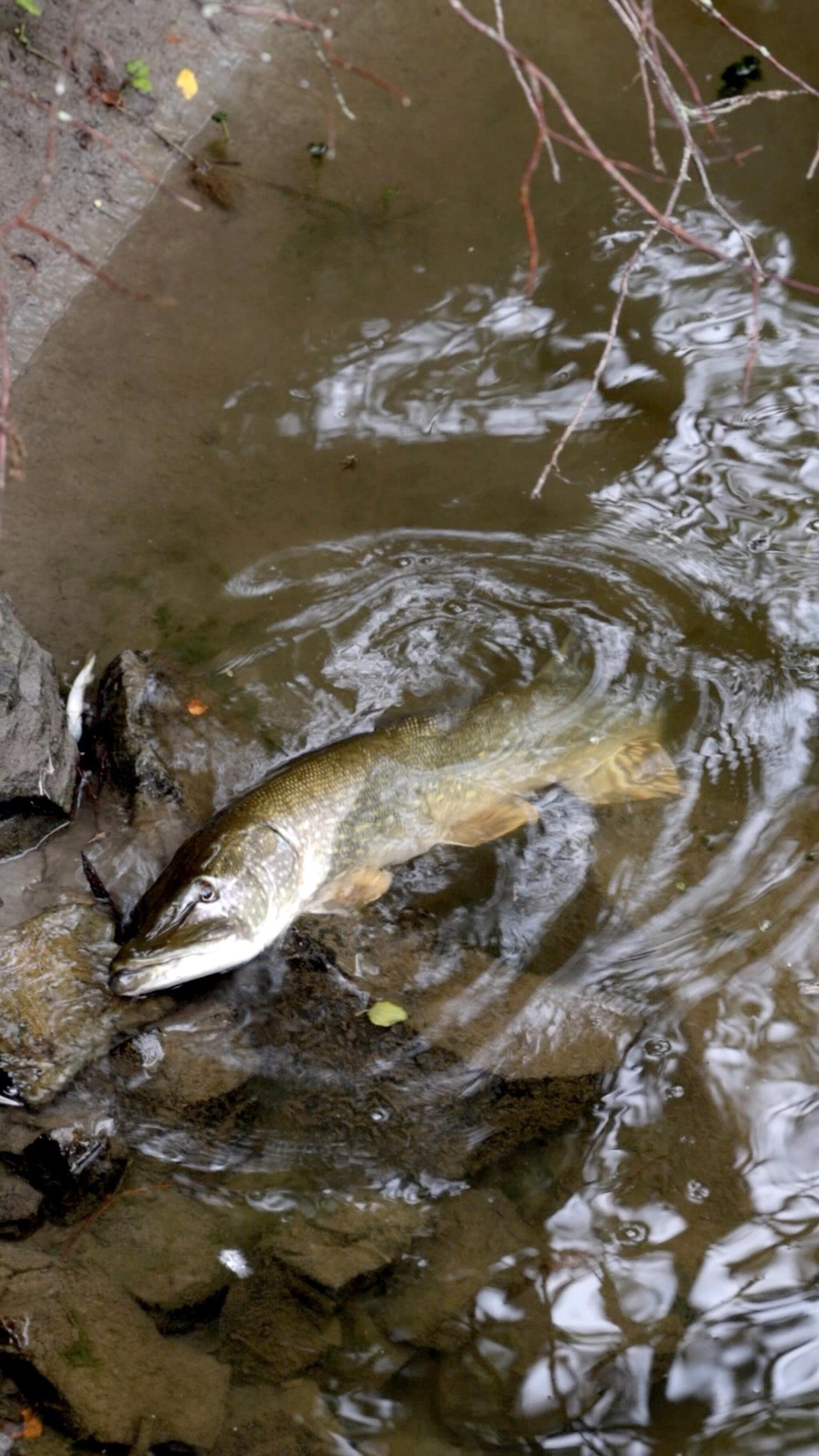 Alle fiskene må dø