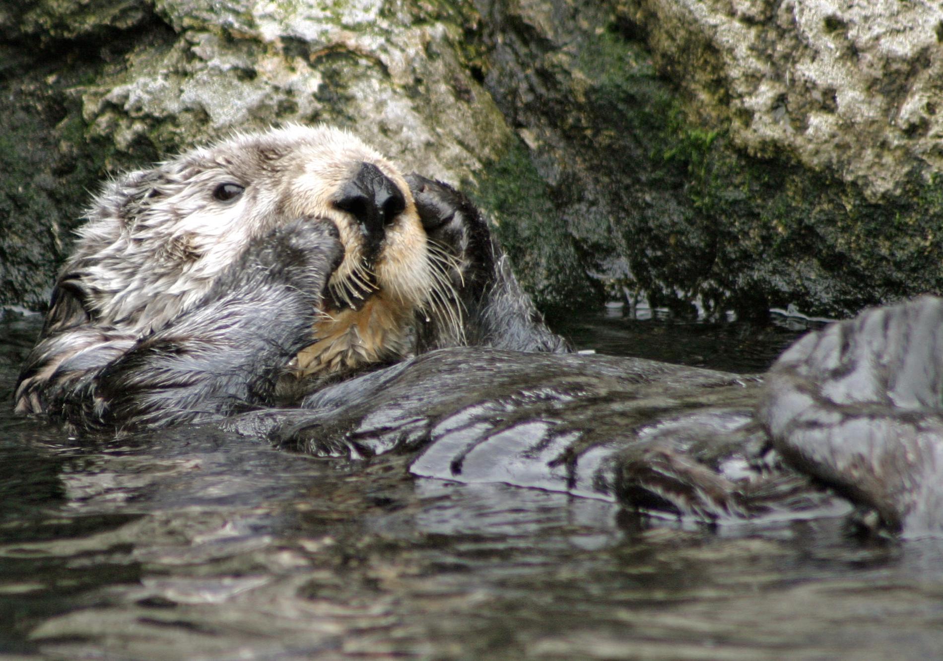 Sea otters terrorize surfers – VG