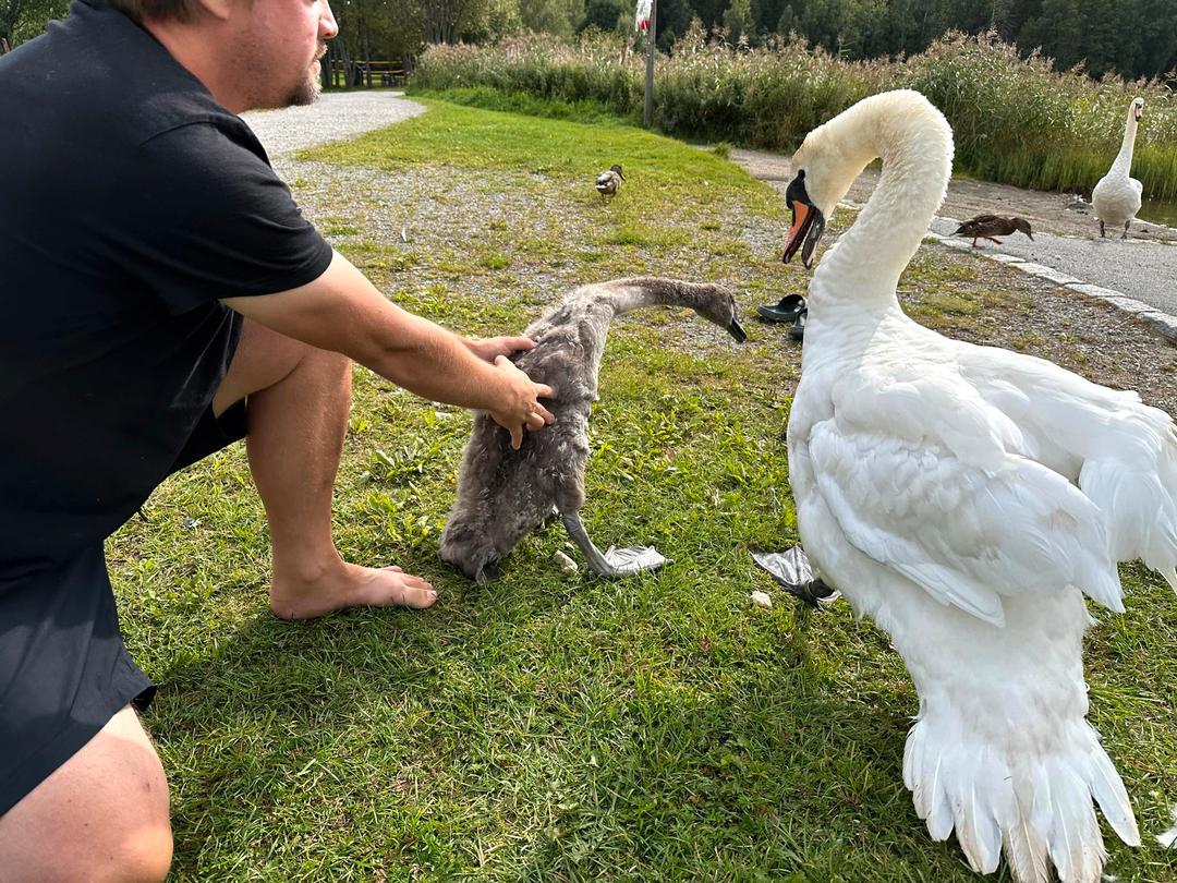 Svaneunge fikk fiskekrok i halsen: – Kjempestort problem