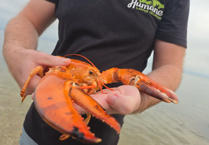 Jean-Clawed Van Damme reddet