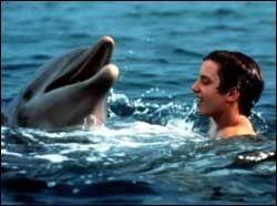 Delfiner reddet fisker fra hai VG