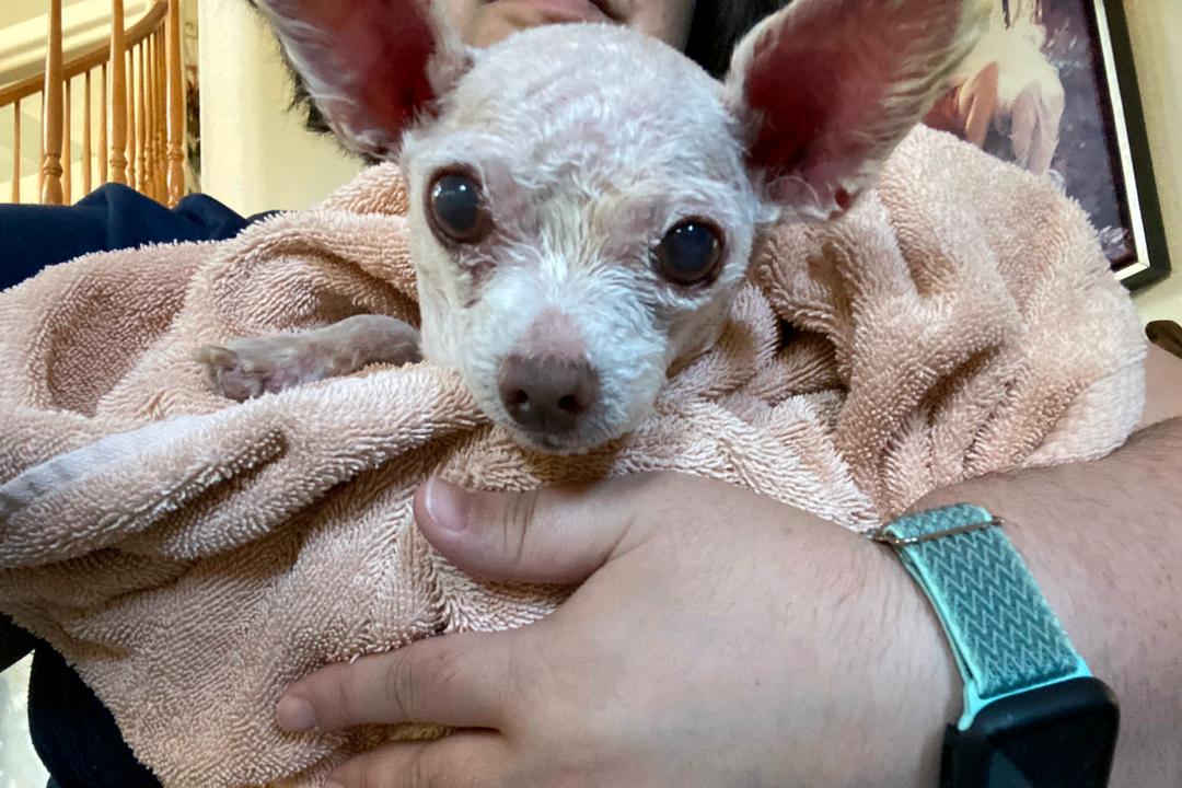 Hunden Gizmo er gjenforent med eieren sin etter ni år på rømmen i Las Vegas