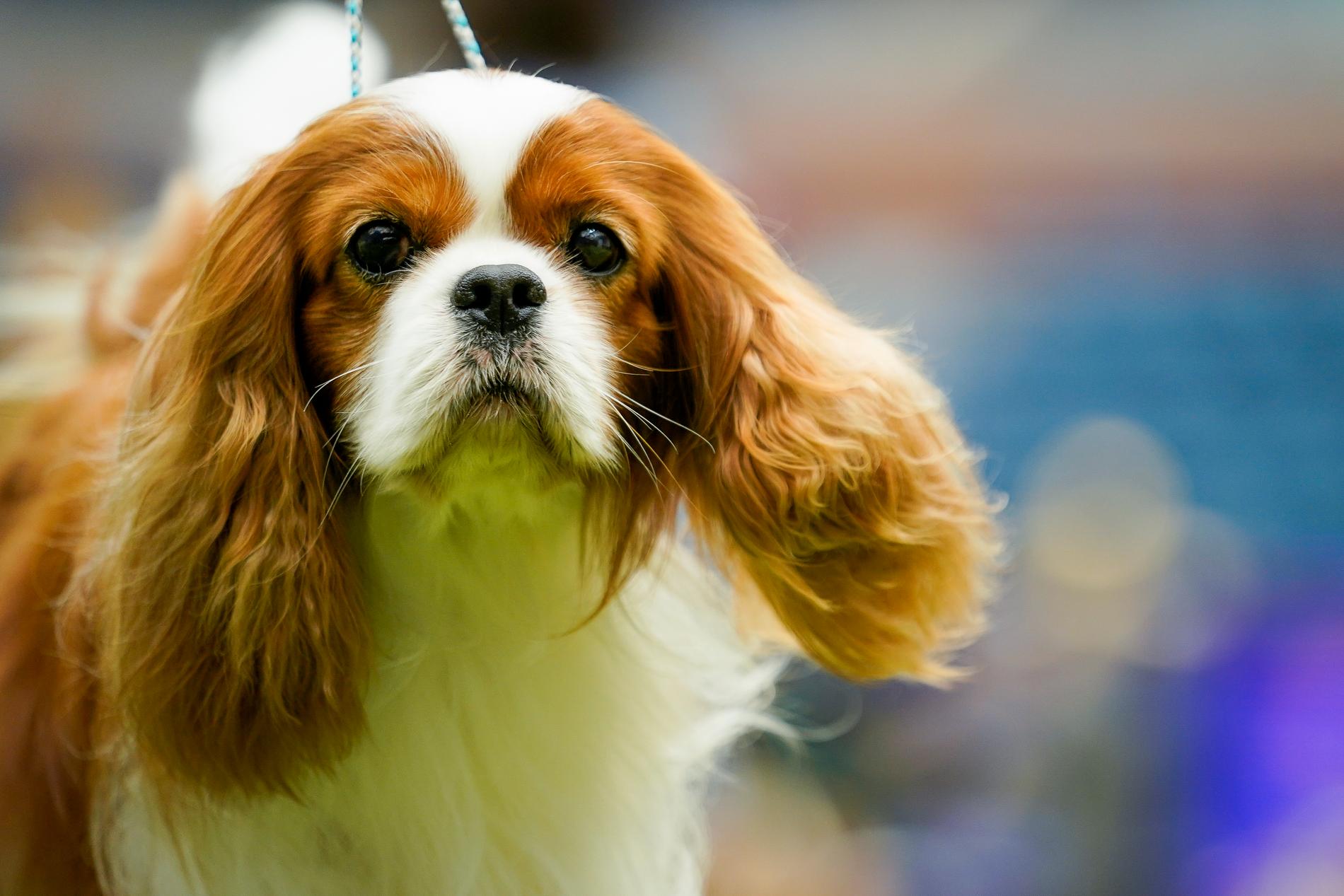 Supreme Court Rules Breeding Cavalier Dog Breed Violates Animal Welfare Act, Allows Breeding of English Bulldogs Under Specific Program