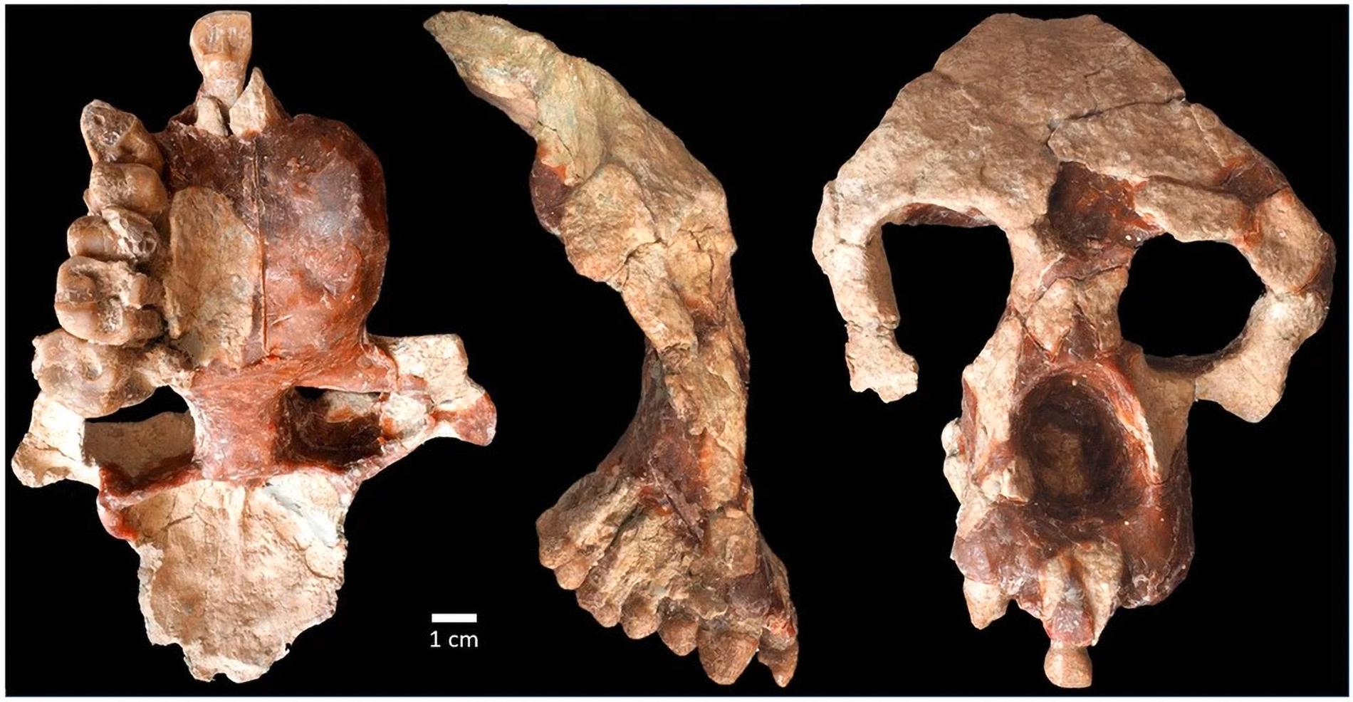 Discovery of an 8-million-year-old fossil: Challenging the idea of ​​human origins