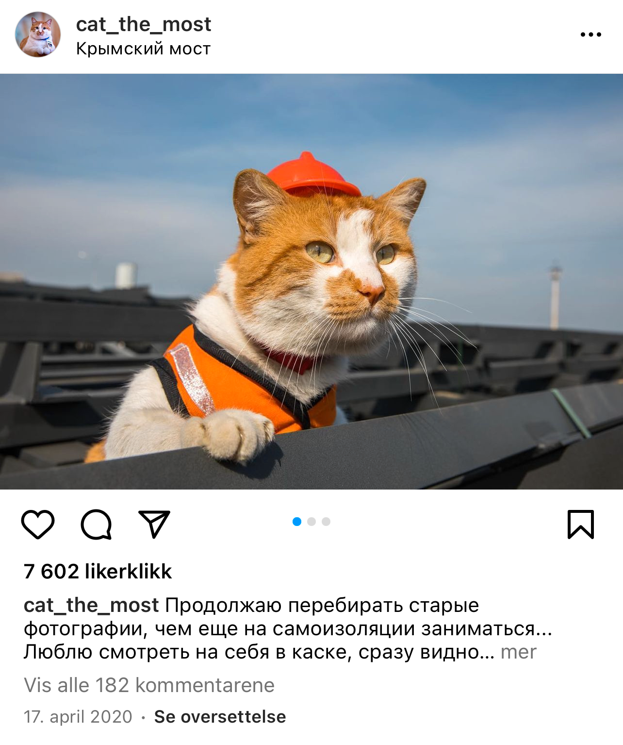 Le chat Mostik est la mascotte du Krimbro – VG