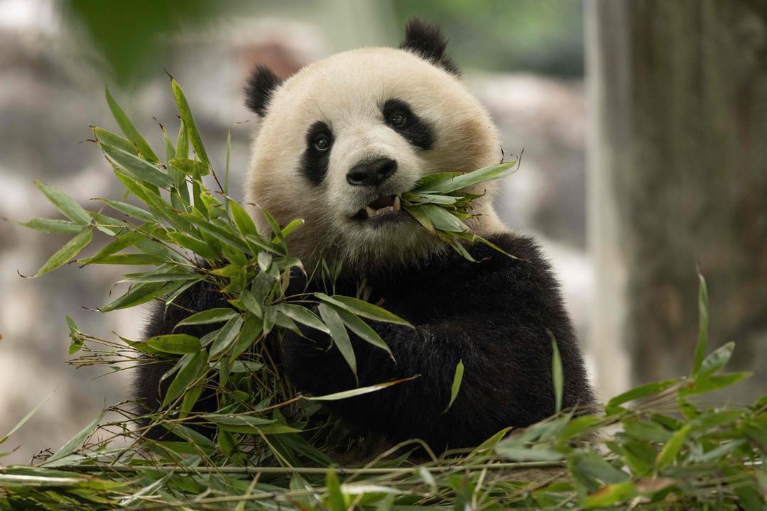 Panda-diplomatene reiser igjen