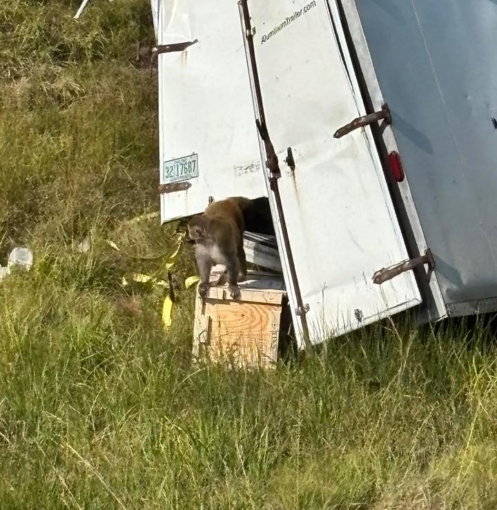Lastebil med forskningsaper krasjet – én ape fortsatt på rømmen