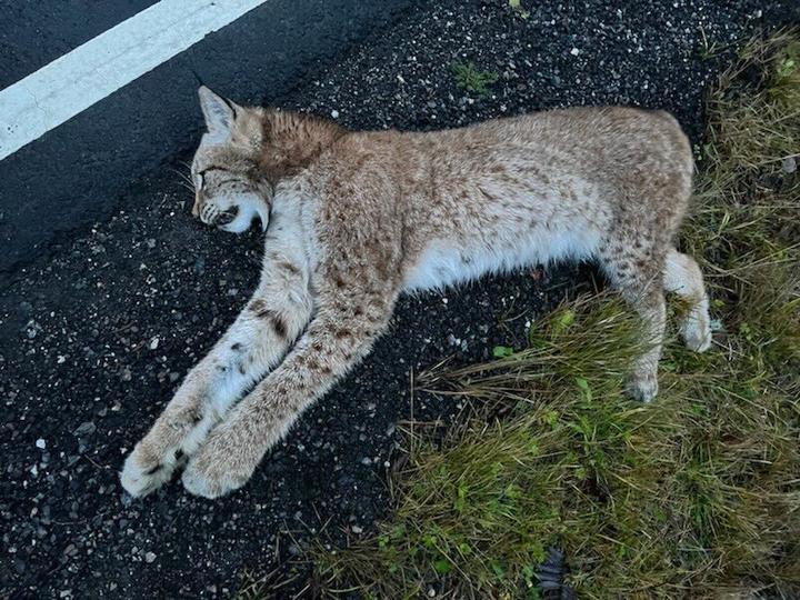 Gaupe påkjørt – av Jaguar