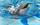 Kjendisdelfin (16) er død