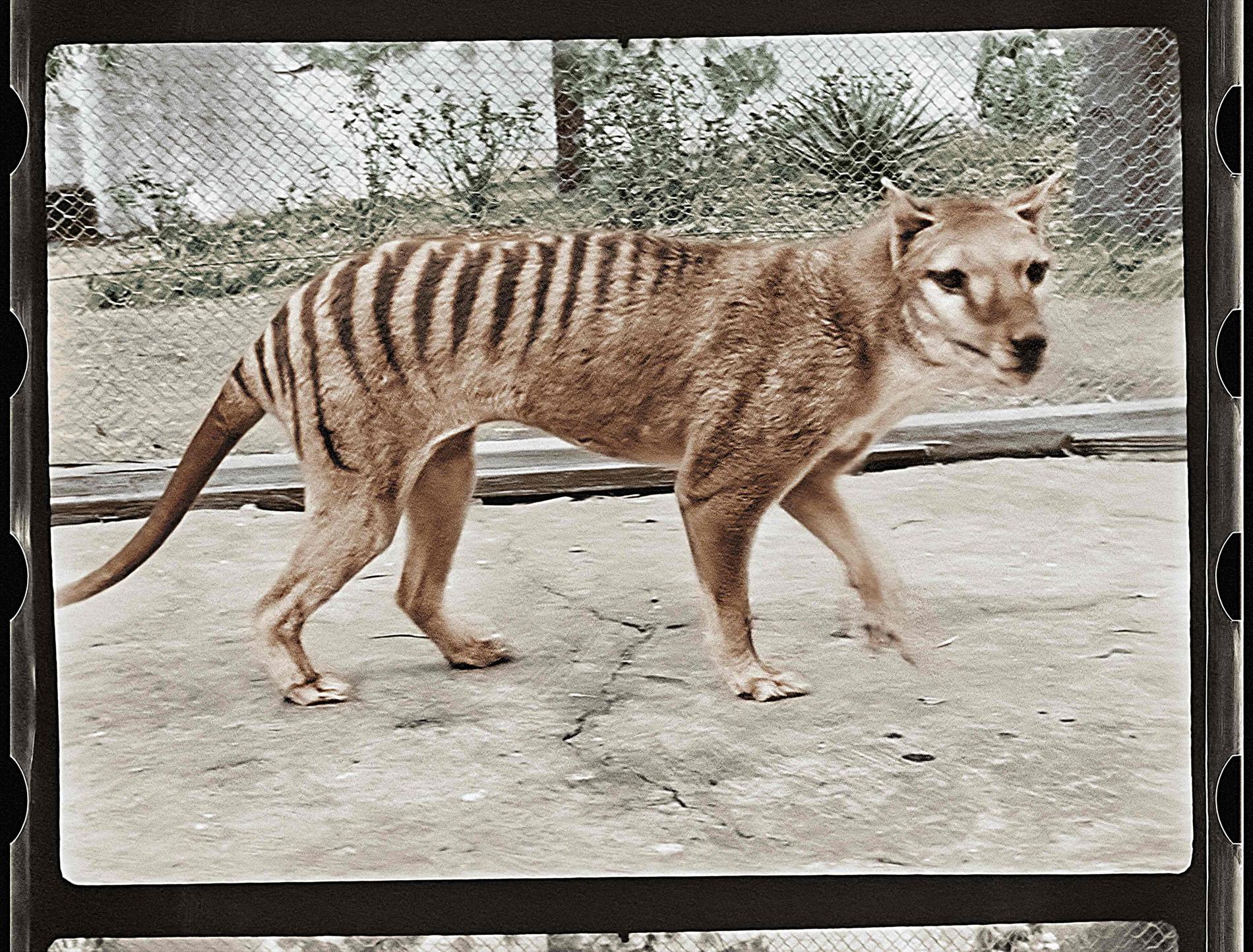 Gli scienziati ora vogliono riprodurre la tigre della Tasmania – VG