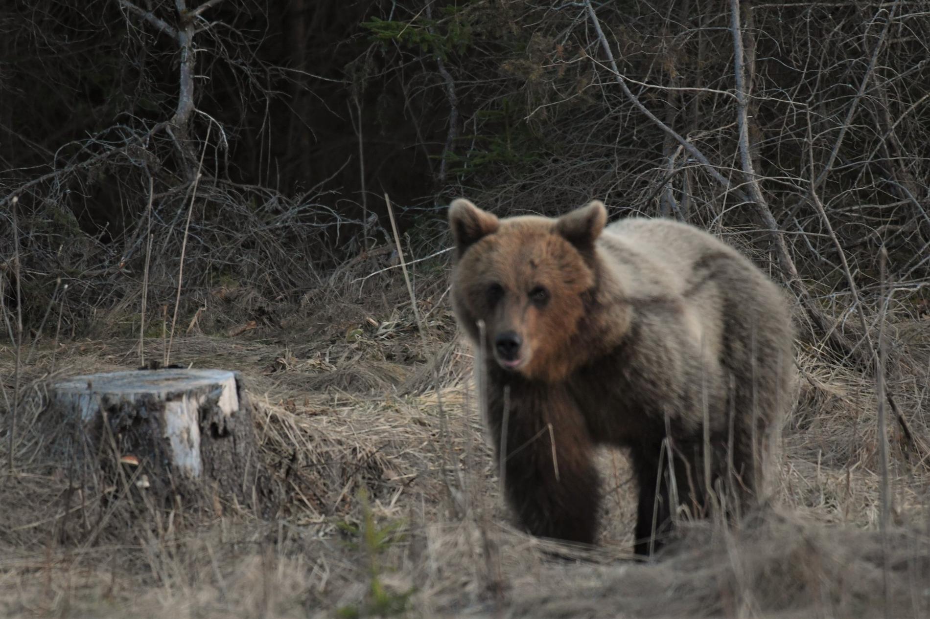 People had to be asked to stay away from the bear: – it could be a real nuisance