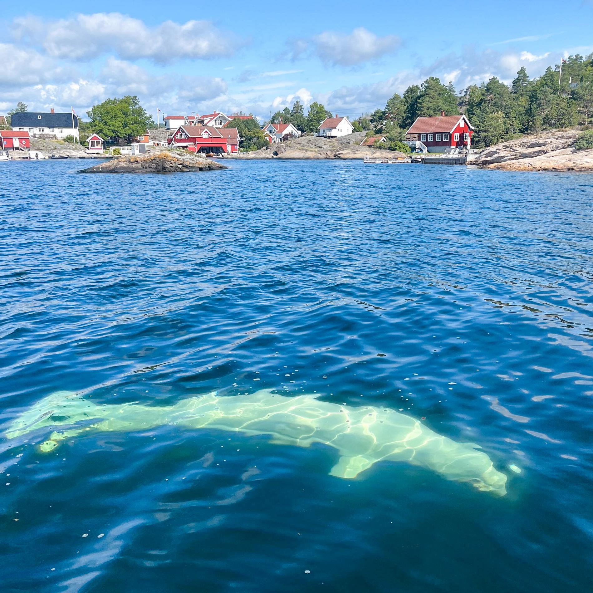 The Godtlund Family’s Memorable Visit with Hvaldimir, the Famous White Whale