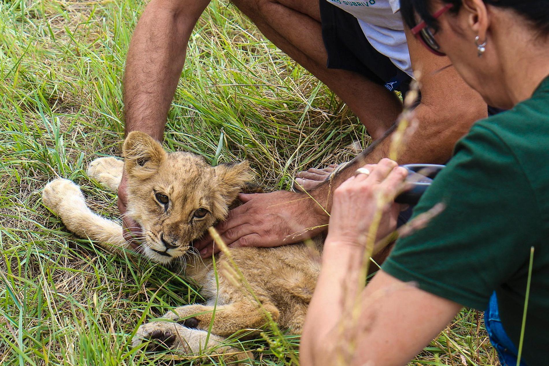 Il giovane leone era malnutrito, ma riceveva cibo e cure allo zoo. 