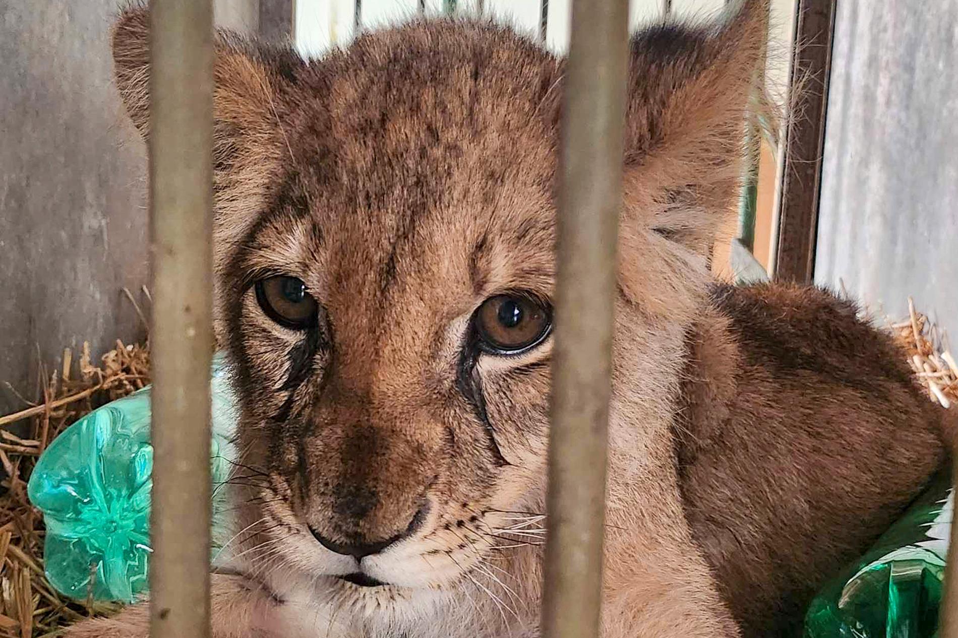 Un cucciolo di leone viene accudito allo zoo di Balik. 