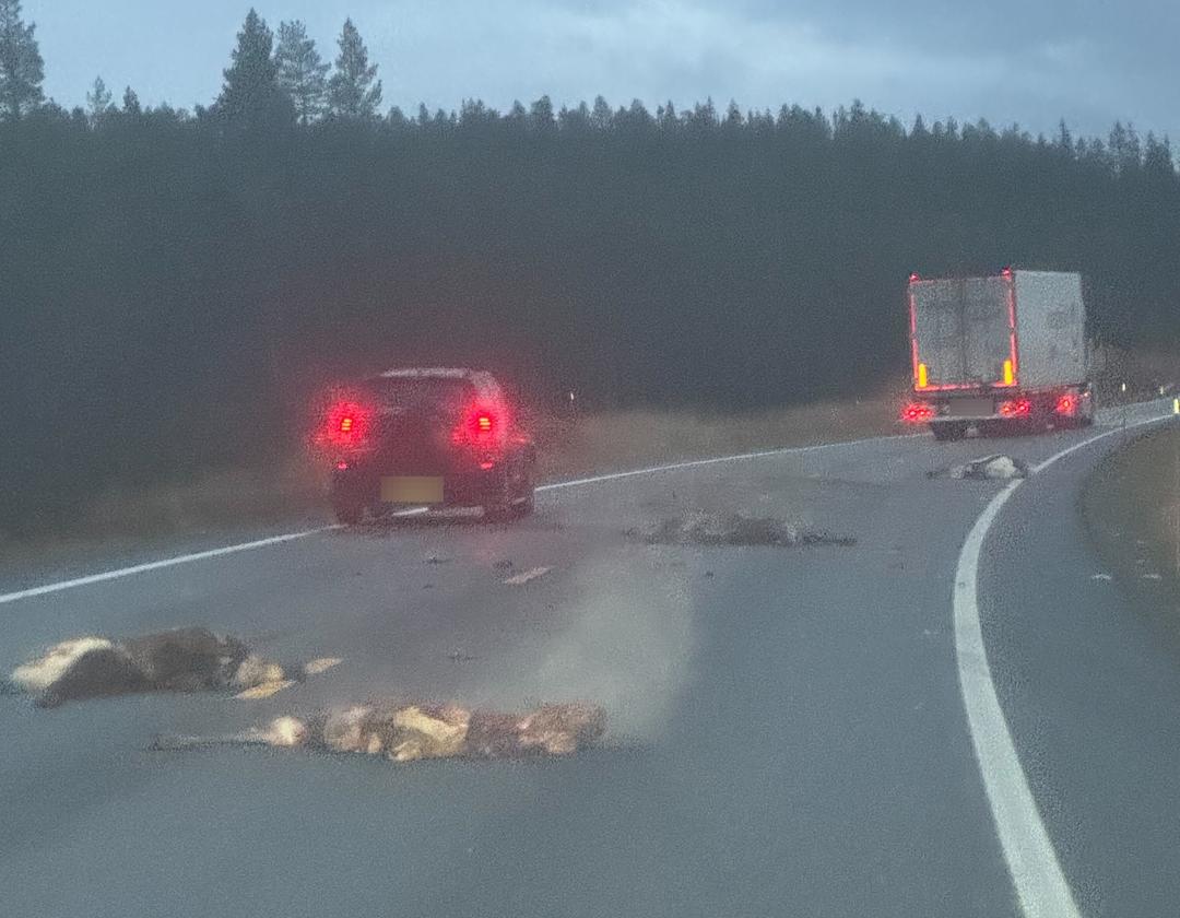 Døde reinsdyr lå strødd på E6: – Grusomt