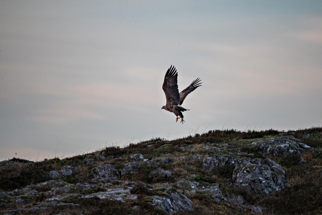 Øre fra lam flydd milevis med ørn?