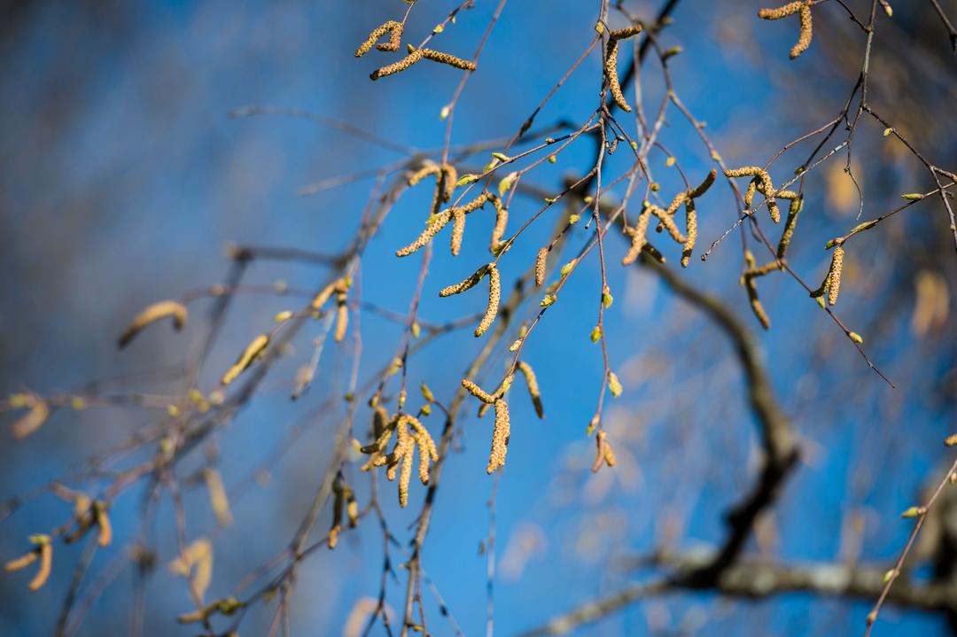 Nå kommer bjørkepollen – kanskje allerede denne uken