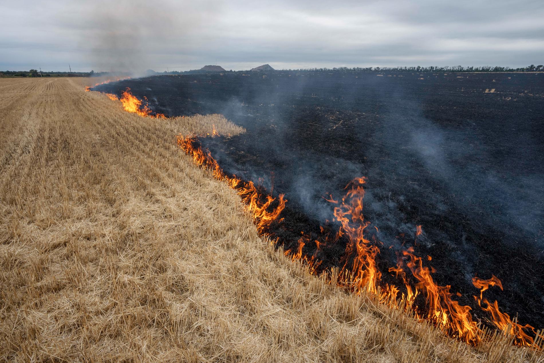 Поле горит. Сгоревшее поле. Горящие поля пшеницы в Украине. Выжженное поле. Сжигание полей