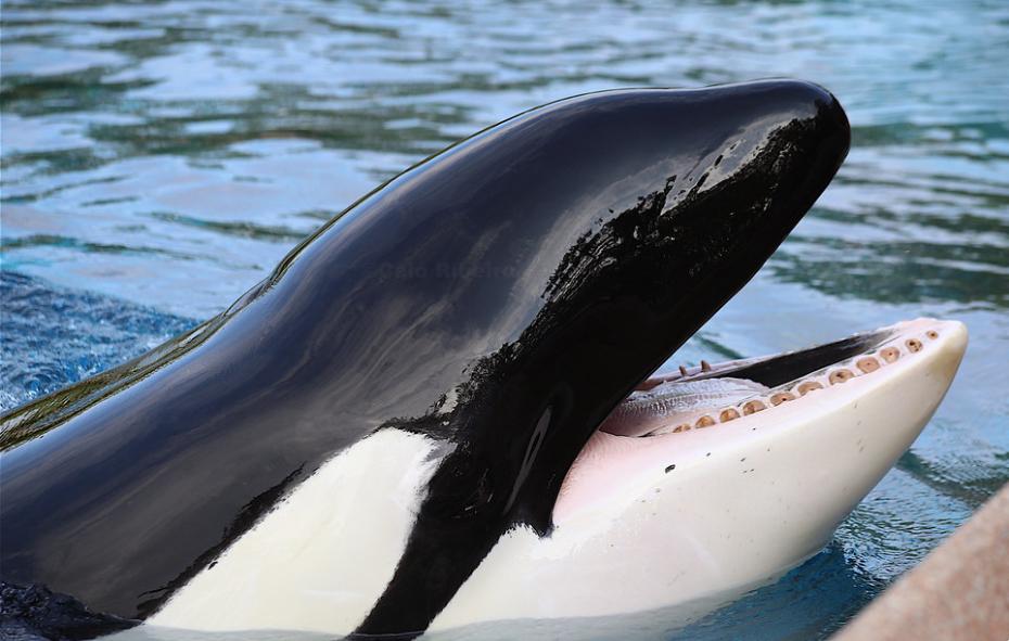 The world’s “loneliest” orca has died