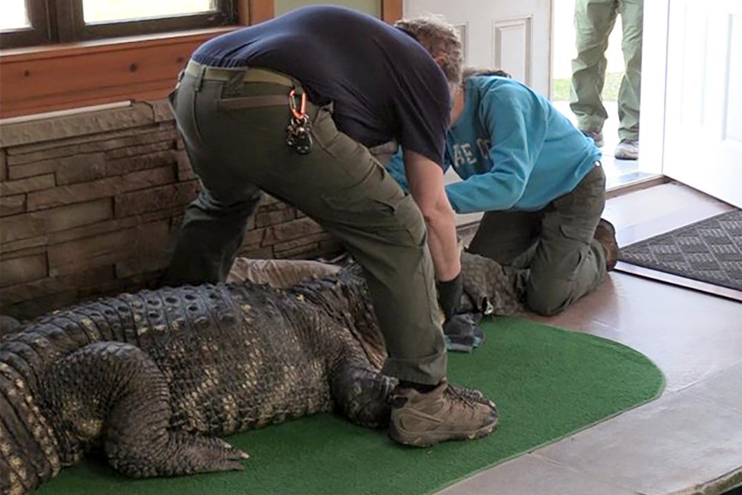 A man had Albert the Crocodile in a swimming pool in New York