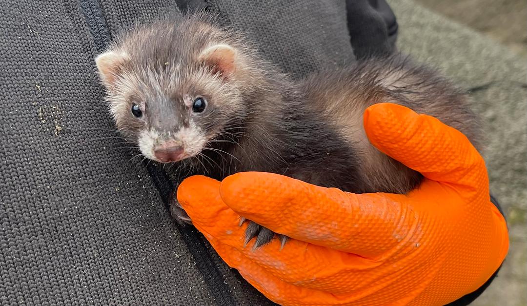 Ilder på rømmen: – Ble litt betatt av hverandre