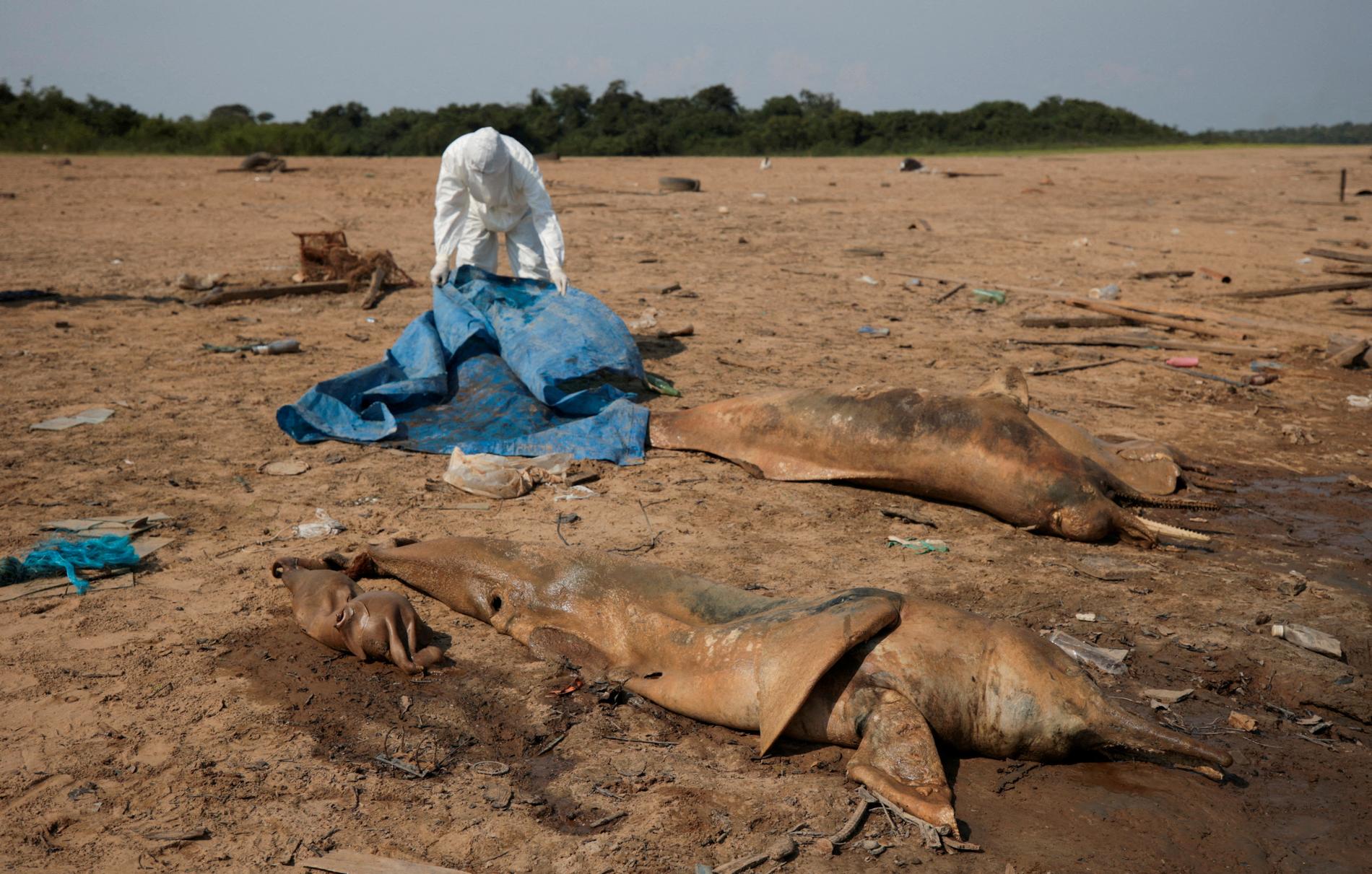 Drought in Brazil: High temperatures cause mass death among local dolphin population