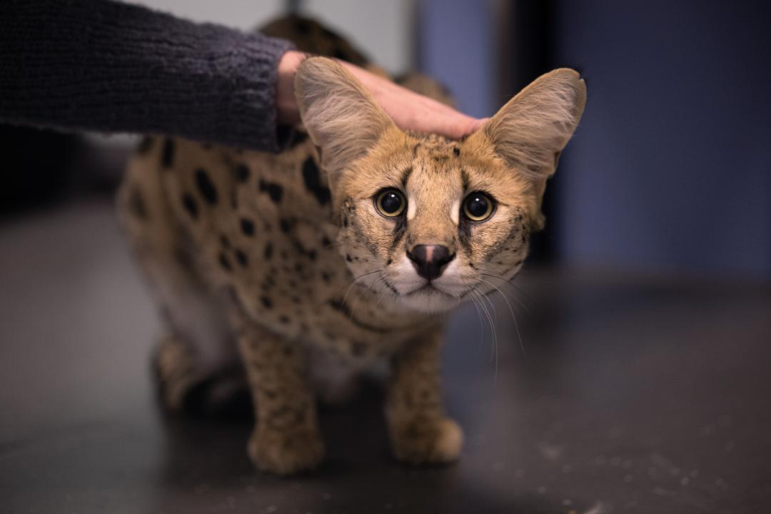 Un Serval Niño retrouvé par la police – son propriétaire arrêté