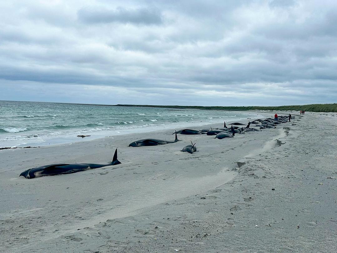 At least 65 whales dead after mass stranding: 'Really cruel'