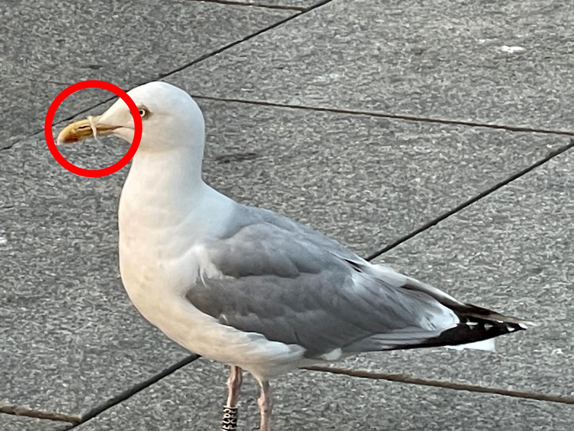 Seagull Found with Beak Stripped: Shocking Case of Animal Cruelty