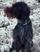 Hunden Toff (6) forsvant på Storo – funnet på Malmøya 