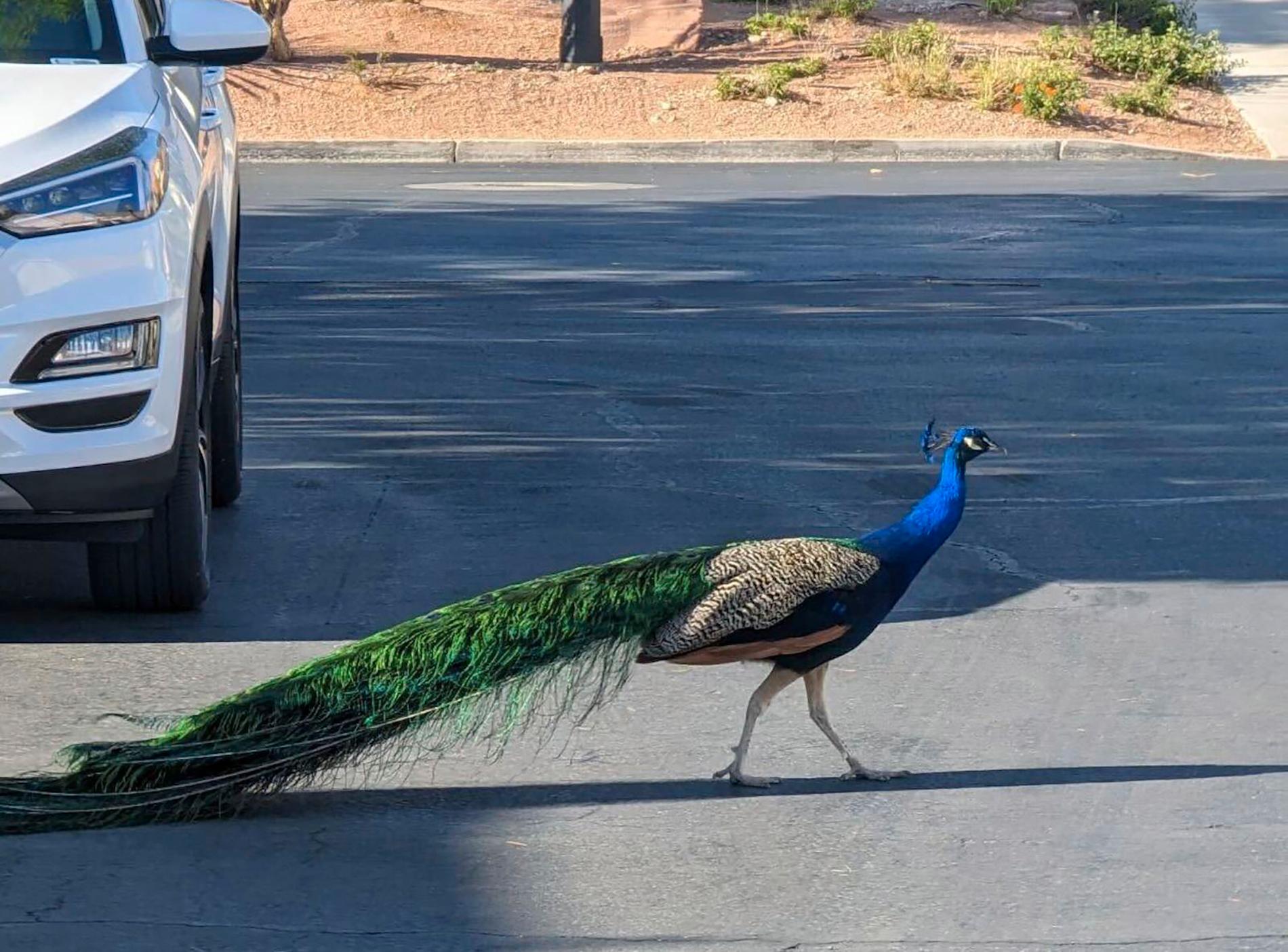 Animal Protection Investigates the Murder of Beloved Peacock in Las Vegas Neighborhood